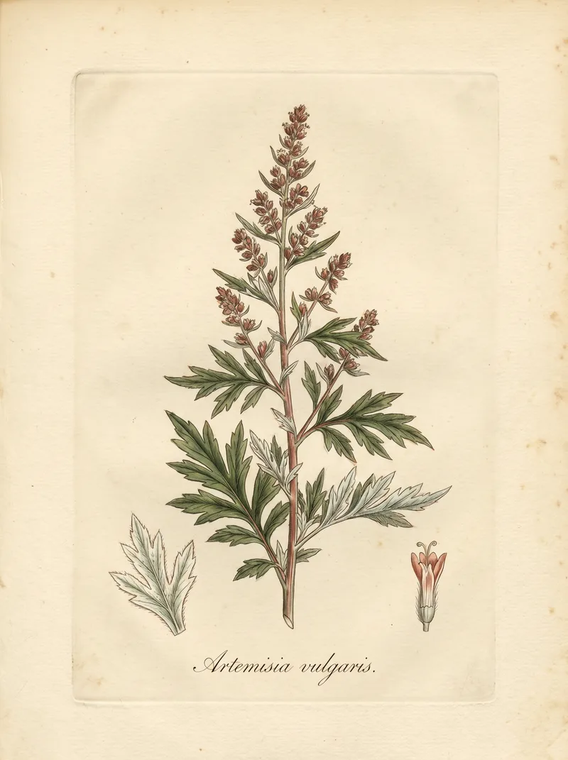 Mugwort botanical plate